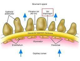 Renal Ch2 Glomerular Physiology