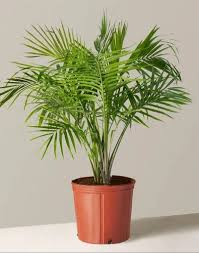 Indoor And Outdoor Plants Palm Plants