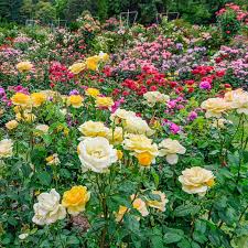 Landscape Rainbow Of Roses