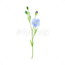 Blue Flax Or Linseed Flowers With Five