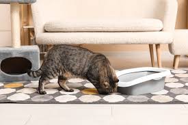Cat Urine Smell In A Basement