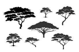 Collection Acacia Tree Icon Silhouette