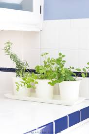 Indoor Herb Gardening In The Kitchen