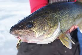 All About Spoon Fishing For Walleye
