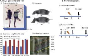 total irradiation in rodents