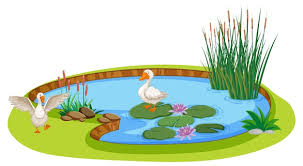 Garden Pond Images Free On