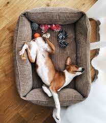 Dog Bed Pet Floor Cushion Dreamer