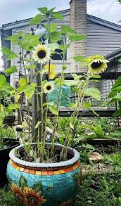 14 Giant Sunflower Varieties For The
