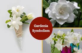 Gardenia Symbolism Gardenia Flower