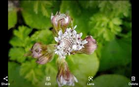 Wild Plant Id Photographing Wildflowers