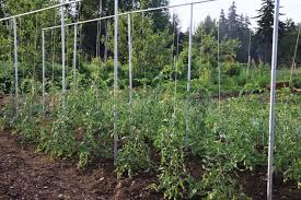 Grow Tomatoes Vertically To Enhance