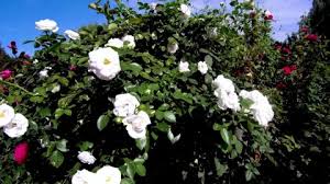 White Rose Bush Stock Footage