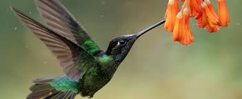 National Hummingbird Day September 6th