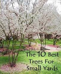 The Top 10 Trees For Small Yards