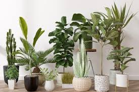 26 Large Leaf Houseplants That Will