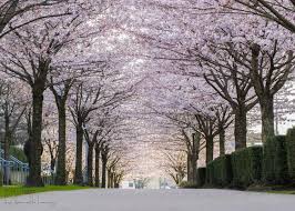 A Guide To Vancouver S Cherry Blossoms