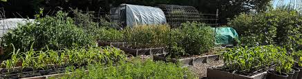 July Vegetable Garden Tour
