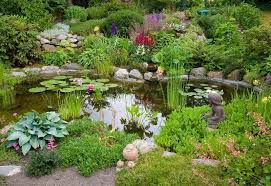 16 Best Aquatic Pond Plants For Your