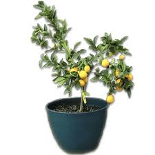 Meyer Lemon Trees A Complete Guide