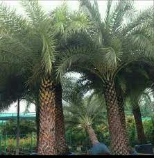 Dates Outdoor Fresh Date Palm Trees
