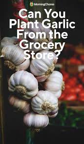 Grow Garlic From The Grocery