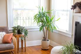 9 Types Of Palm Plants To Grow Indoors