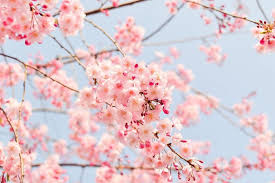 Cherry Blossom Meaning And Symbolism
