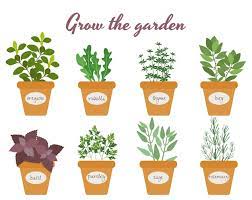 Potted Herbs Vectors Ilrations