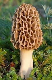 True Morel Mushroom Grow Kit Grow Morel