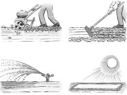 Soil Solarization For Gardens