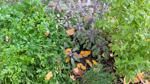 Tips For Growing Herbs No Garden Necessary