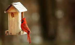 Red Cardinal Bird Perched On Brown