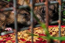 Rodents Irri Rice Knowledge Bank