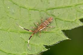 10 Houseplant Pests And How To Stop