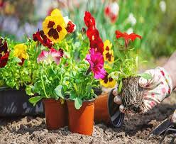 Gardening Services In Canberra Glenn