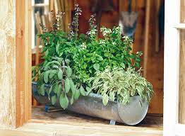 Ideas For Growing Herbs In Pots