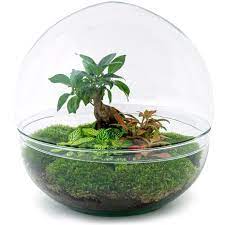 Buy Dome Shaped Crystal Terrarium With