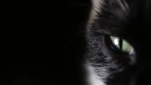 Black Cat Eye Stock Footage Royalty