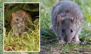 How To Deter Rats From Gardens Natural