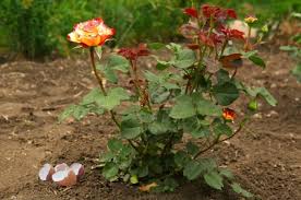 Are Coffee Grounds Good Or Bad For Roses