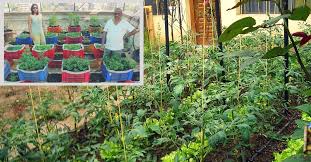 Recycled Waste To Grow Vegetables