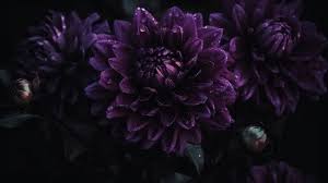 Purple Flowers Background Photos And