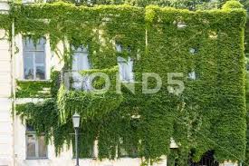 Green Blanket Of Ivy Leaves On The