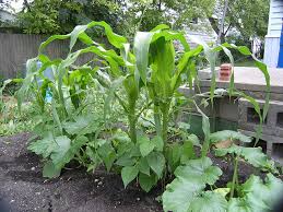 Three Sisters Corn Beans And Squash