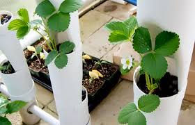 Diy Strawberry Tower For Aquaponic