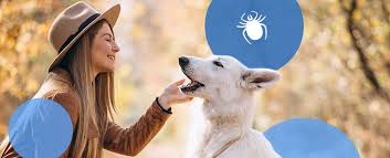 How To Remove A Tick Head From A Dog Or Cat