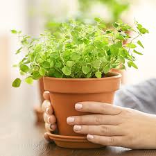 Grow And Use Oregano In Your Garden