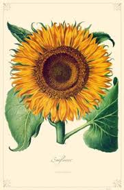 Sunflower Posters Wall Art Prints