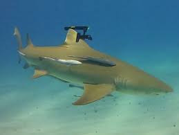 aquatic stunt frickin sharks with