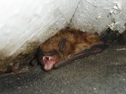 Winter Bats In Massachusetts And Rhode